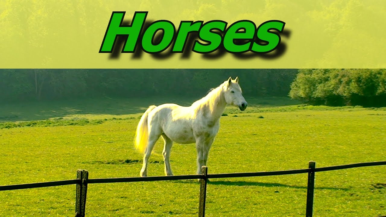 Horses on a  Spring Morning English Countryside   2 minutes of Nature