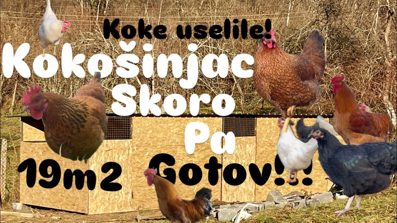 Pravljenje kokošinjca 19m2 sve životinje su tu (koke,kunići,pas)