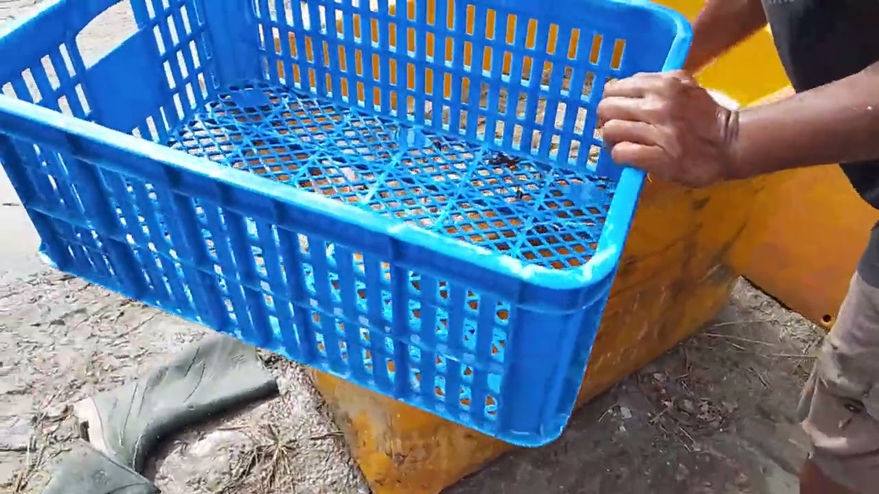 Udang vaname  di cuci bersih saat panen