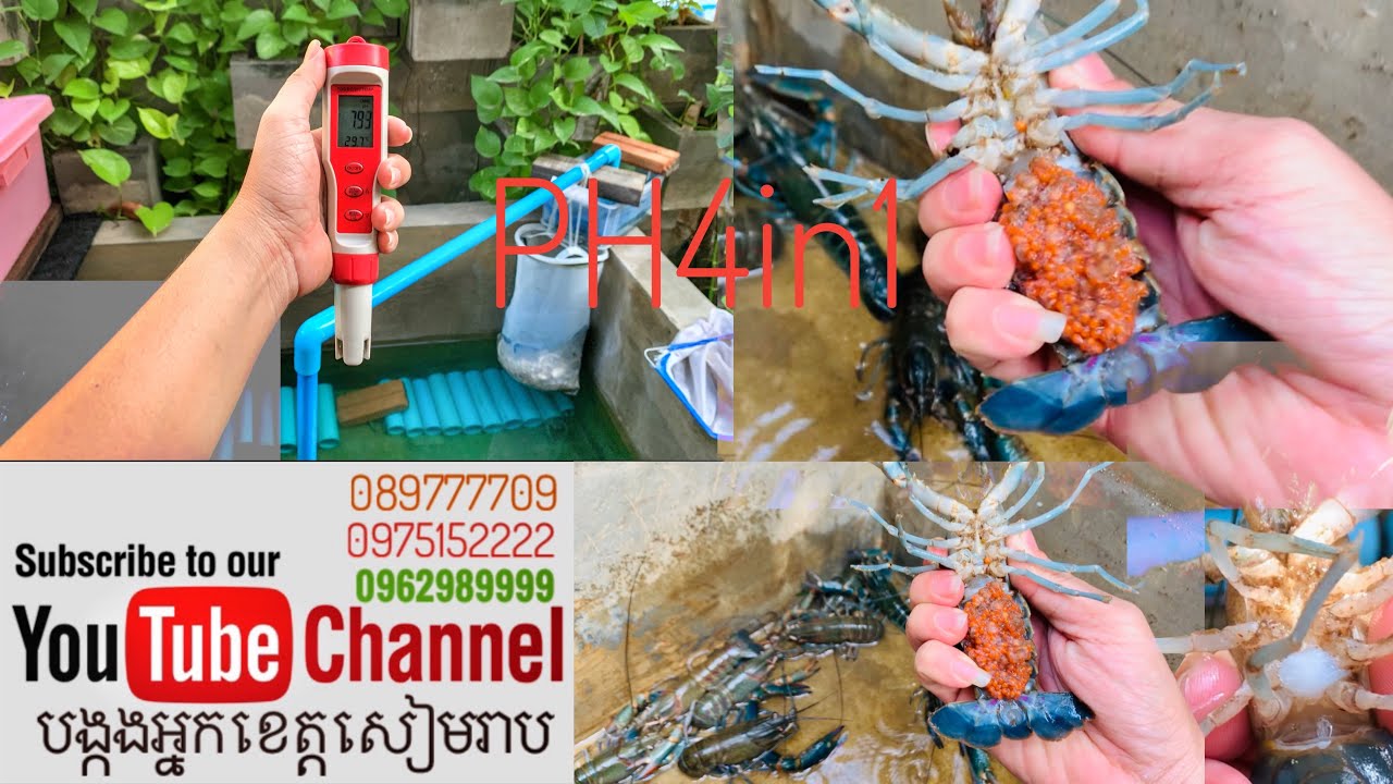 បង្រៀនពីការប្រេីឧបករណ៍អេឡិចត្រូនិចPH4in1(កំហាប់ទឹក)(រ៉ែ)(អំបិល)សីតុណ្ហភាព/🦞អ្នកខេត្តសៀមរាប089777709