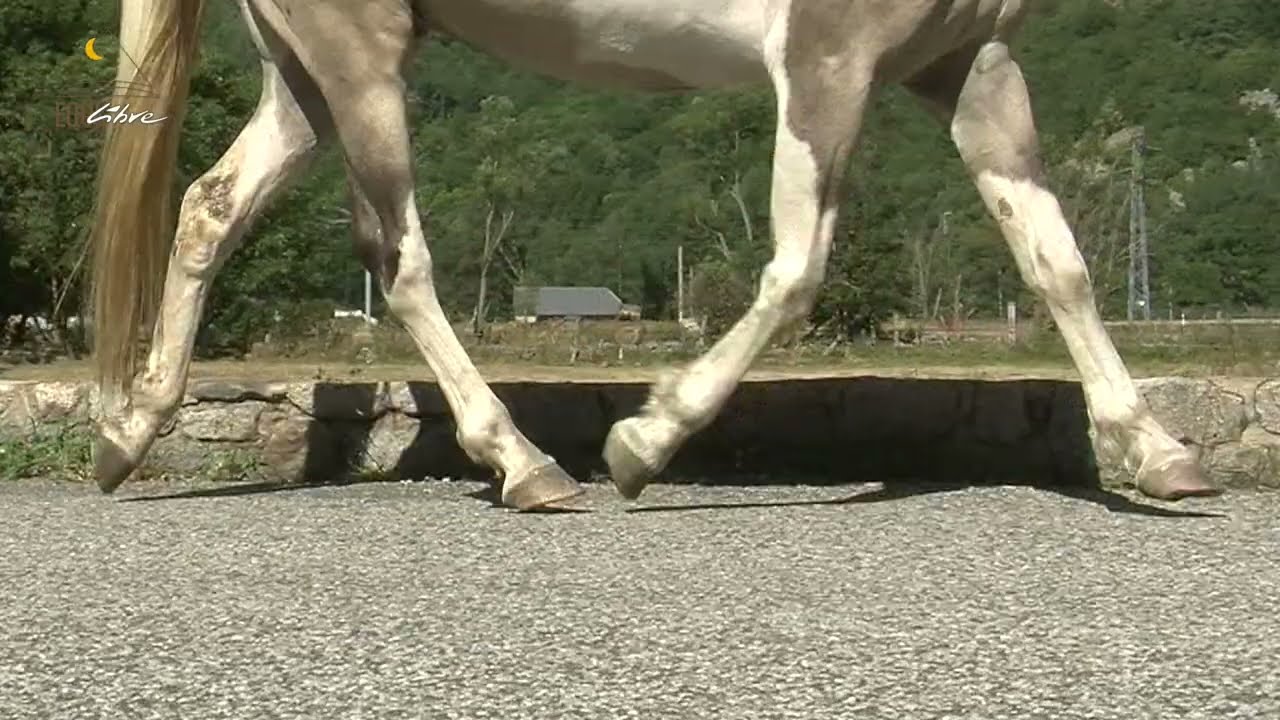Chevaux trot au ralenti