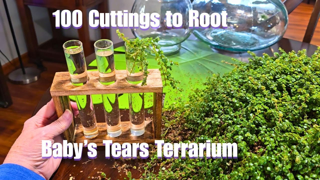 100 Cuttings to Root for Terrariums -   Baby Tears