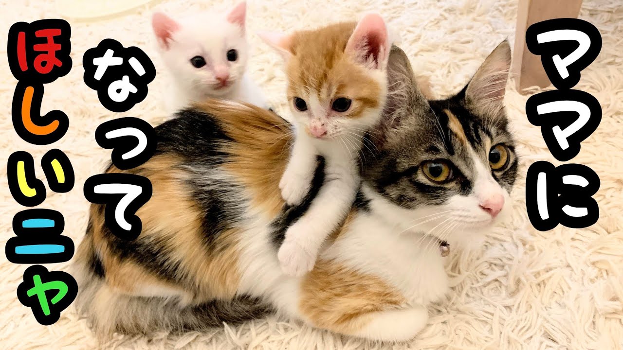 殺処分ギリギリで子猫を救出しました（4）