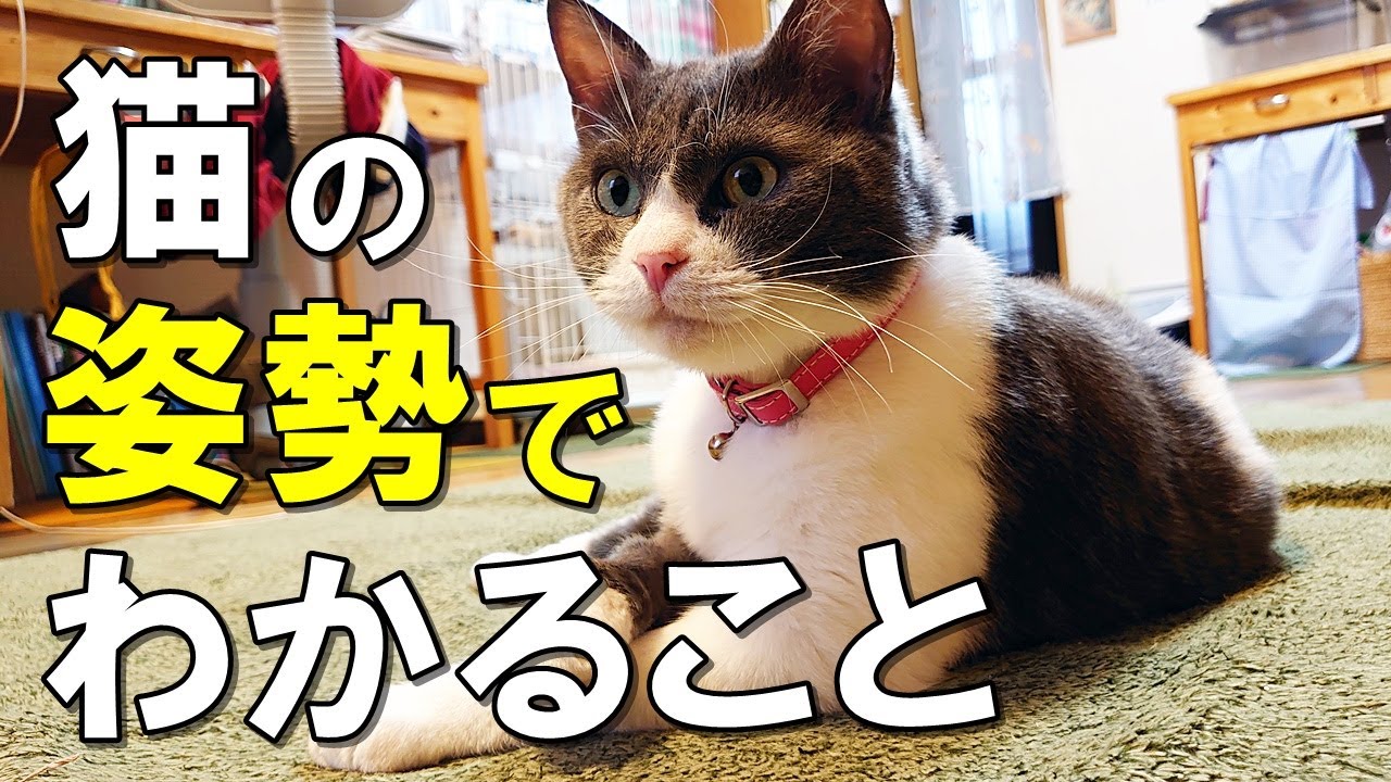 猫の座り方や寝相からわかる猫の気持ち！猫の甘えん坊度も判定【保護猫】