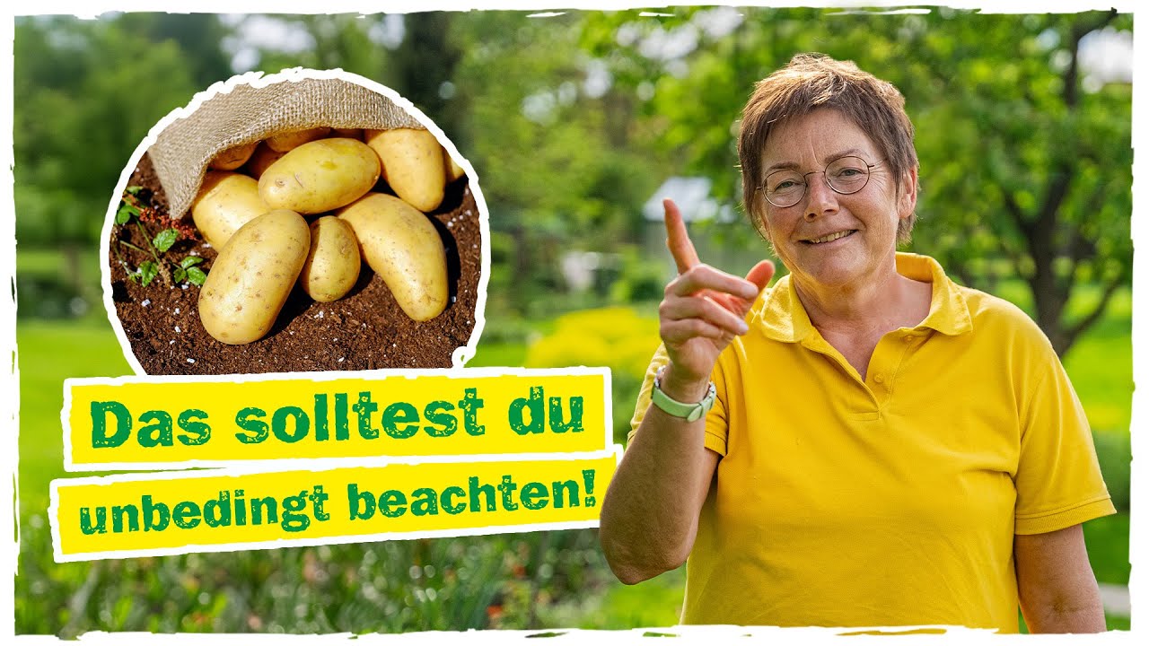 KARTOFFELN PFLANZEN: So gelingt der Anbau im Beet 🌱🥔
