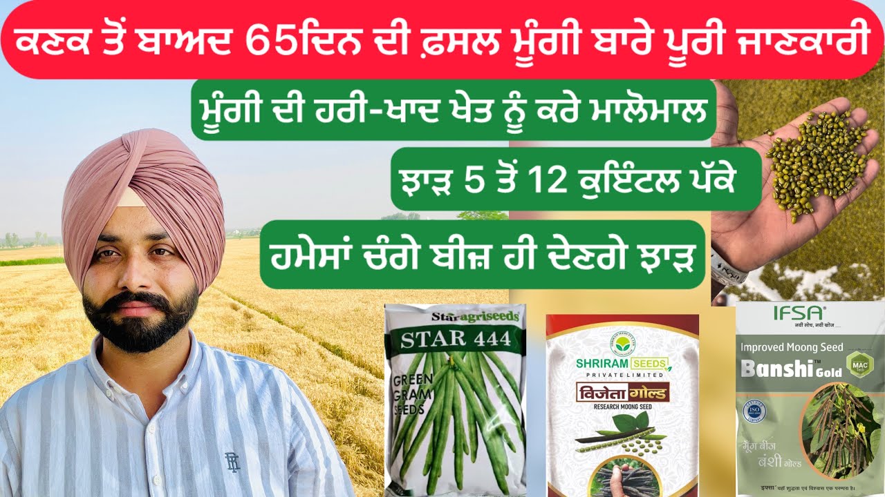 ਕਣਕ ਤੋਂ ਬਾਅਦ 65ਦਿਨ ਦੀ ਫ਼ਸਲ ਮੂੰਗੀ ਬਾਰੇ ਪੂਰੀ ਜਾਣਕਾਰੀ|moong crop information #farming #moongdal