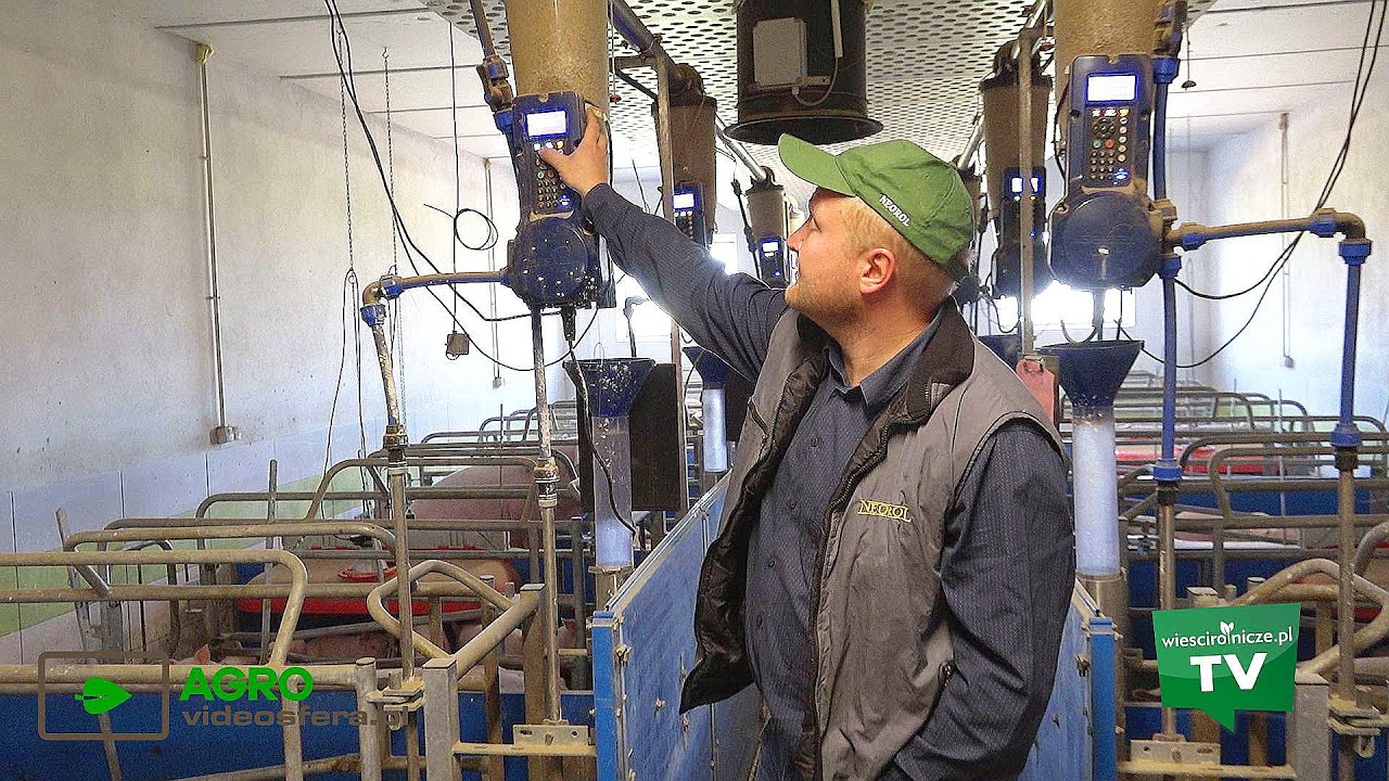 Maty grzeją brzuszki prosiąt - przepis na sukces hodowcy świń