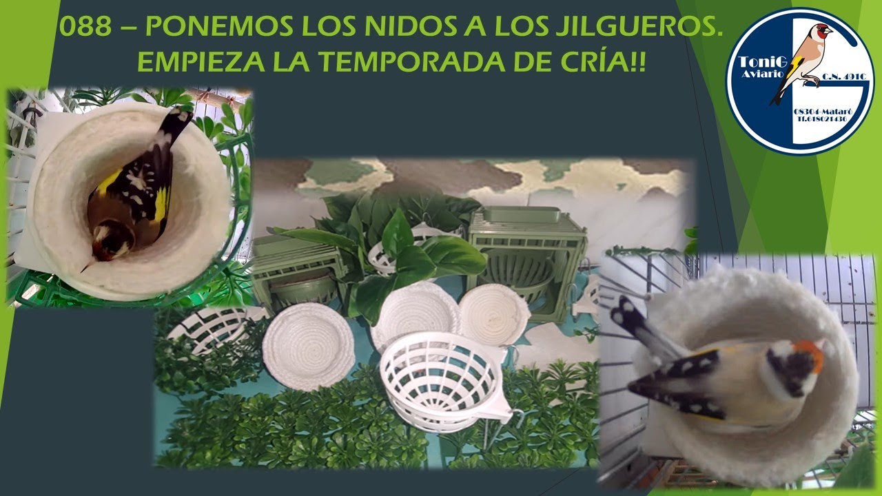 088 PONEMOS LOS NIDOS A LOS JILGUEROS  EMPIEZA LA TEMPORADA DE CRÍA!!