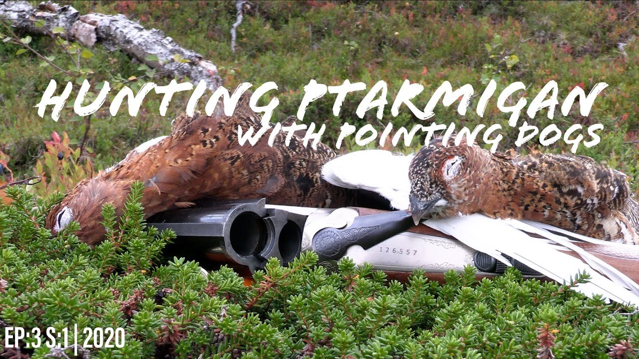Rypejakt 2020 | Jegerkameratene S1 EP3 | Ripjakt  | Grousehunting | Ptarmigan hunting