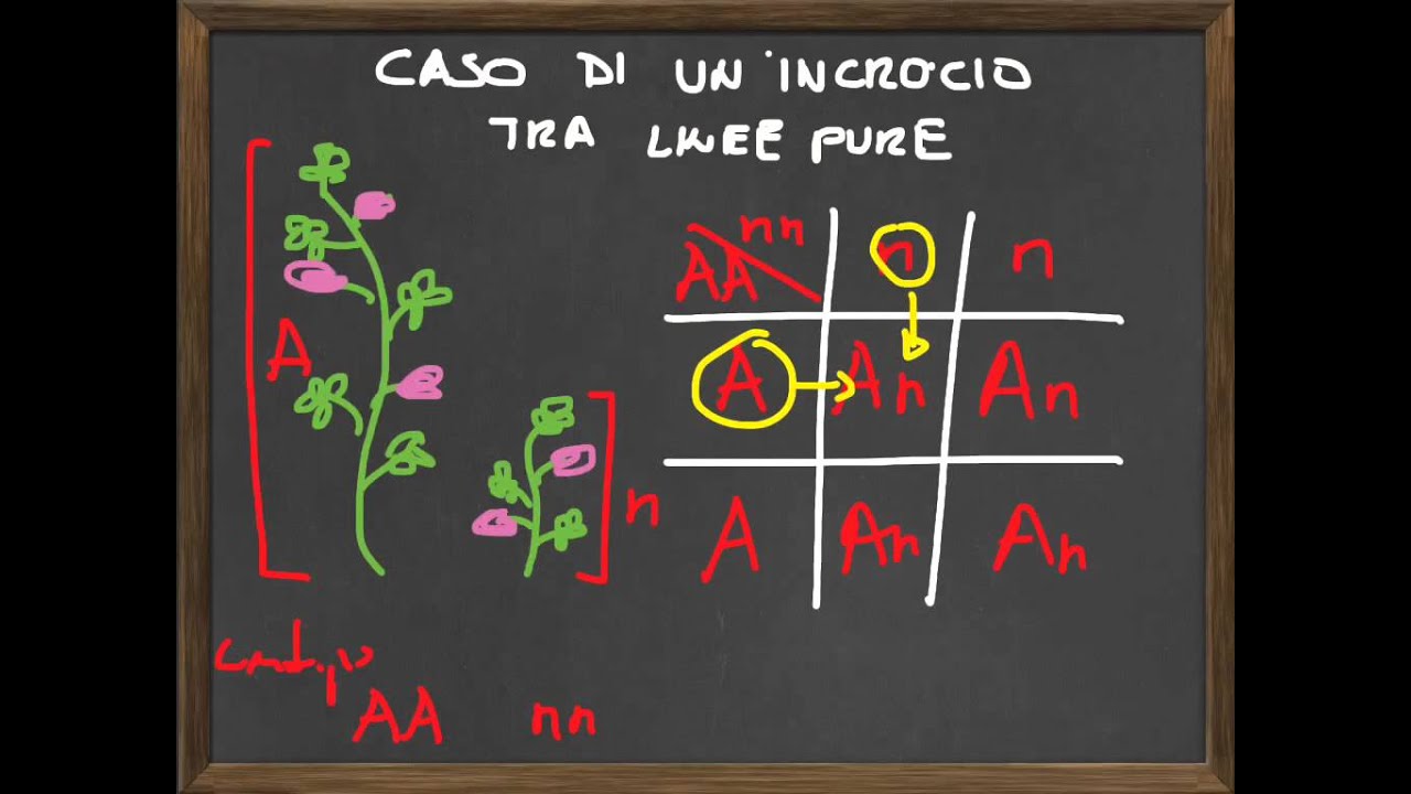 Quadrato di Punnett PT1