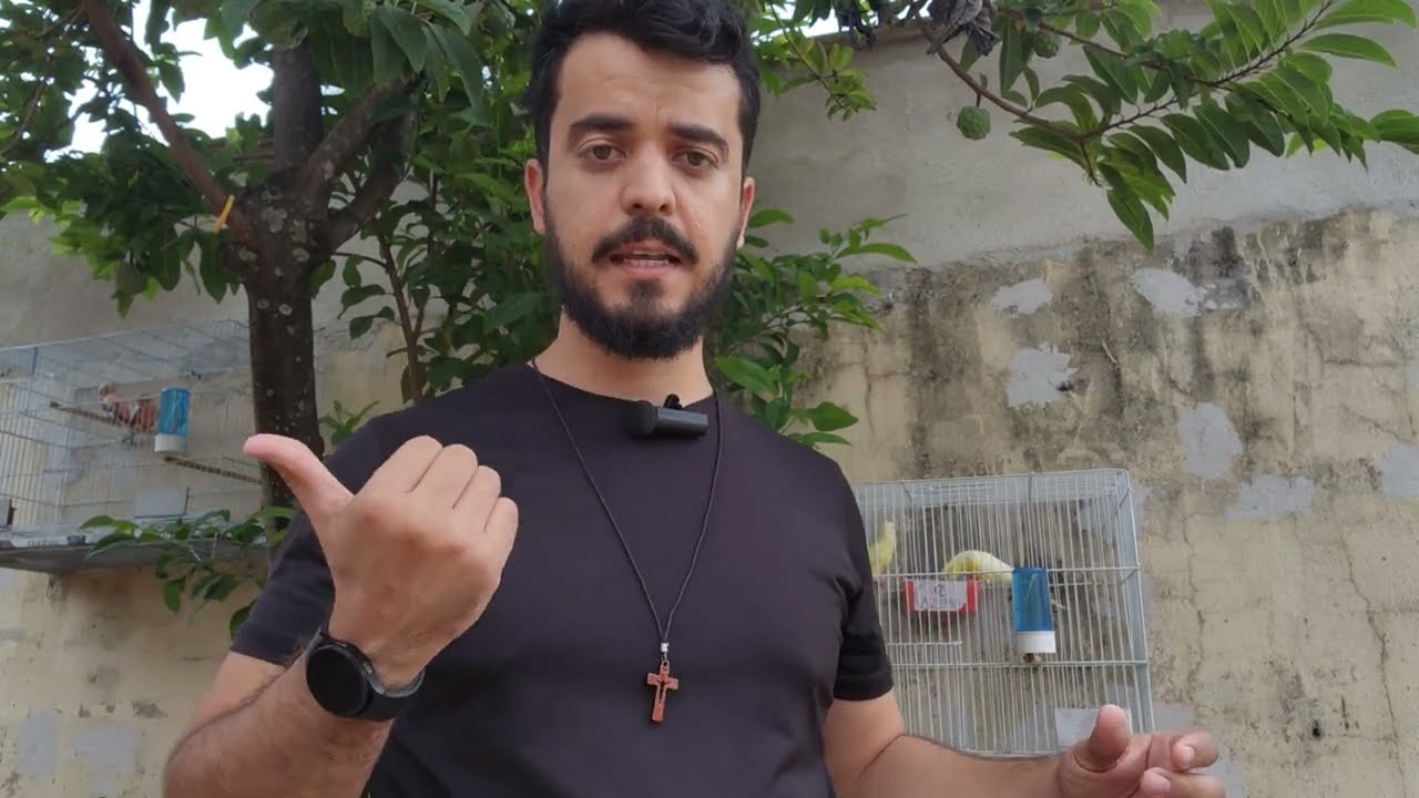 comparando passaros | 2 AVES DE PESO | REDRUMPED vs BOURKE ROSA