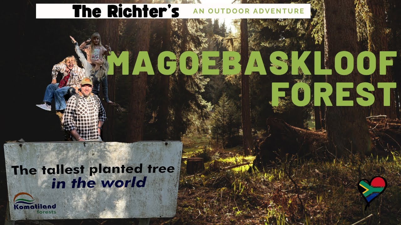 We go in search of the tallest planted trees