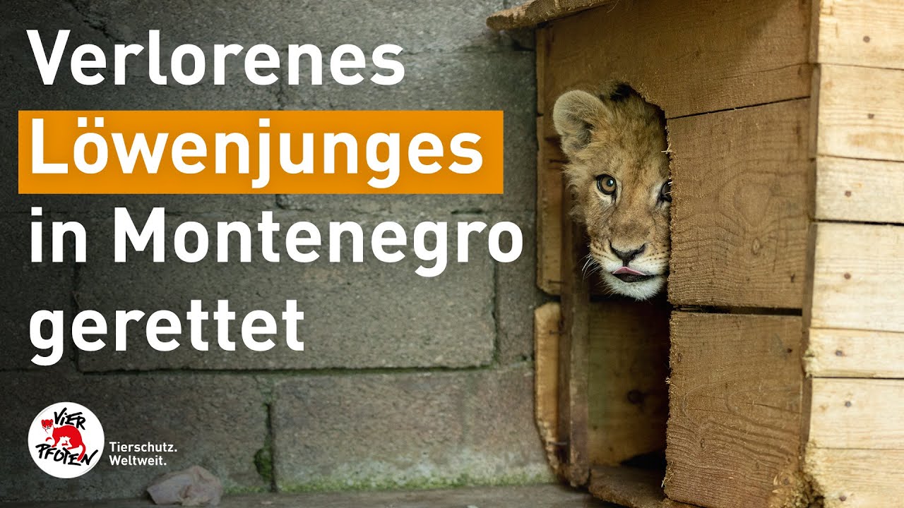 Löwenjunge in Gefahr | VIER PFOTEN