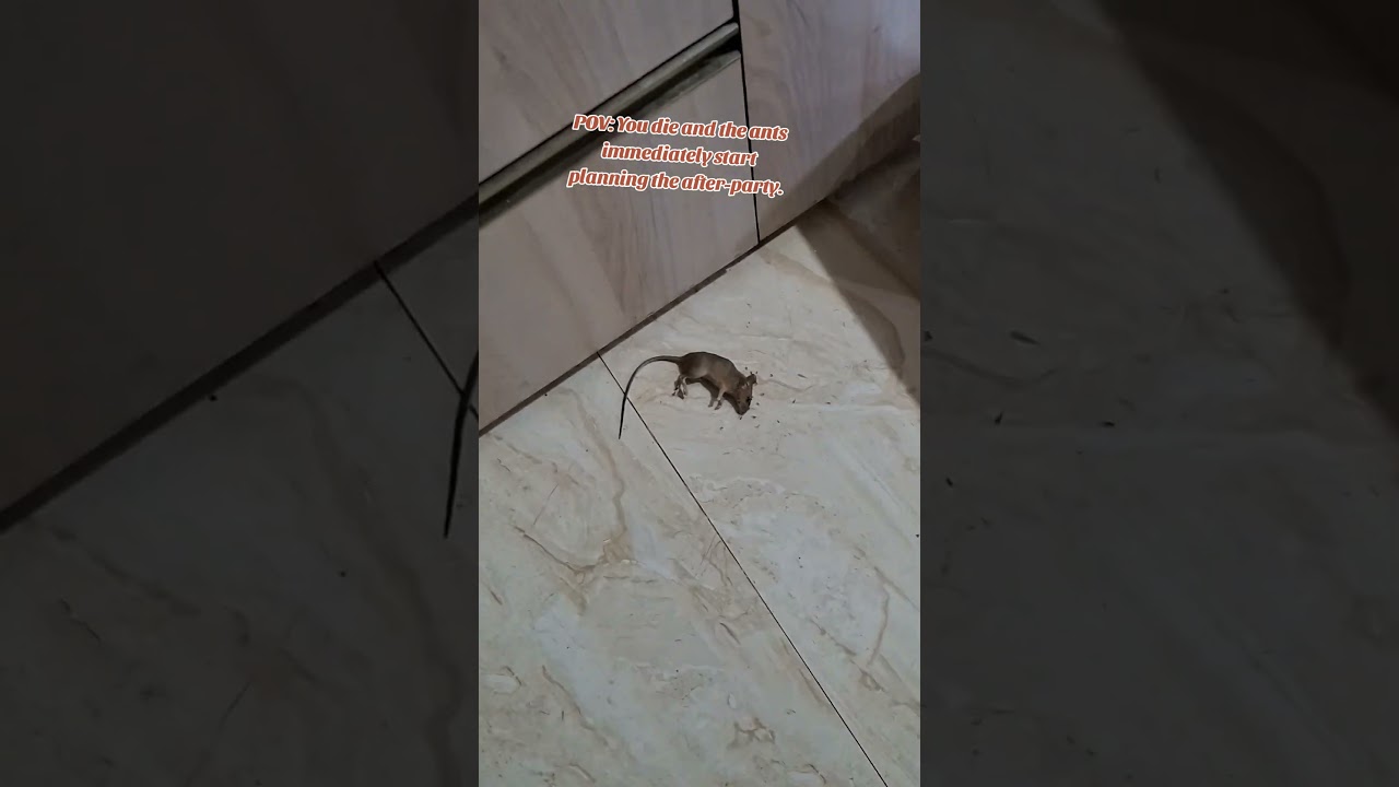The World's Smallest Funeral Procession 🐭🐜#NatureHumor #Ants #FunnyMoments #Mouse #Reels #ViralVideo