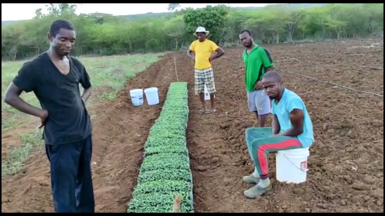 How to treat watermelon 🍉 seedlings in preparation for planting @ Lot A3