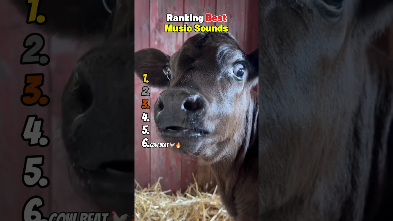 Рейтинг лучших музыкальных композиций 😂