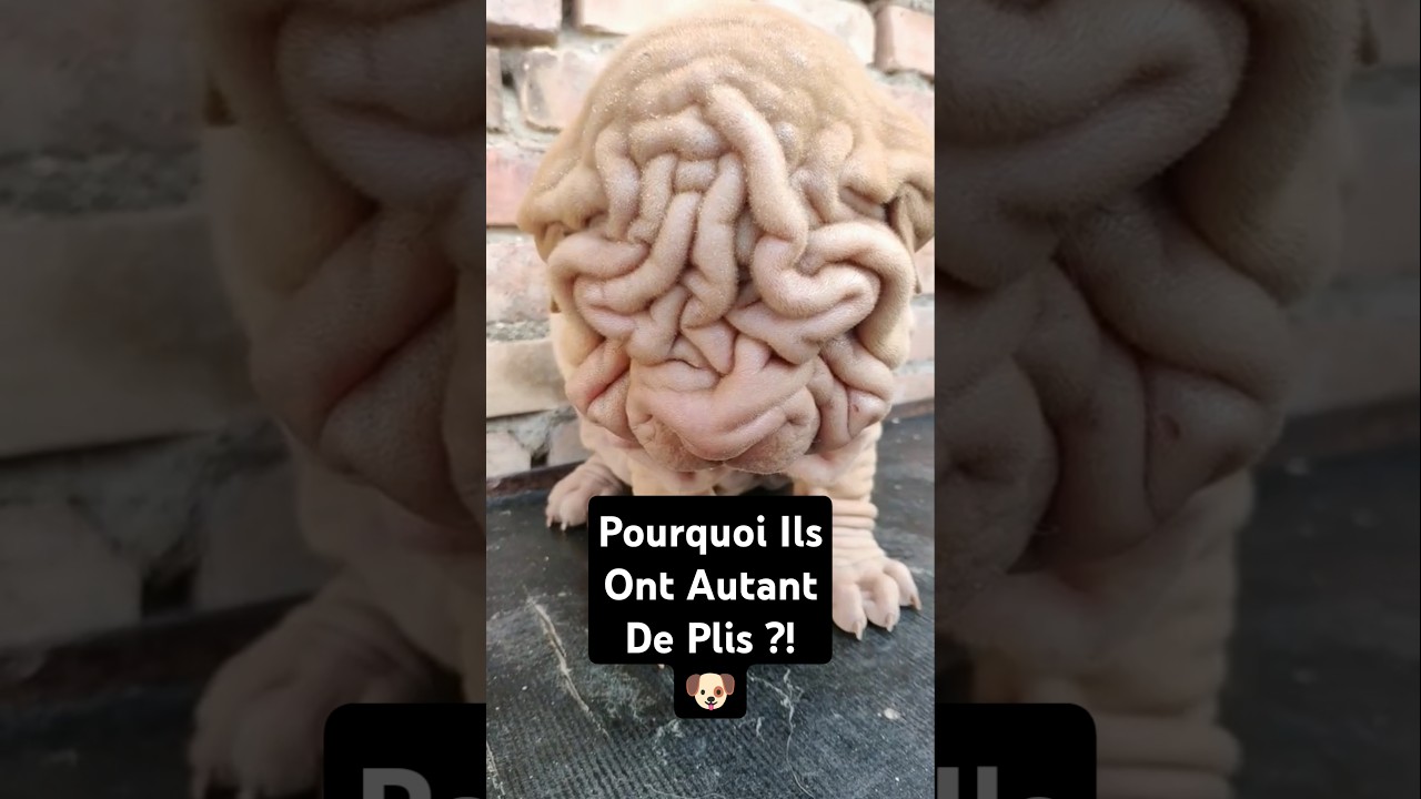 Pourquoi Ils Sont RECOUVERTS De Plis ? 🐶  