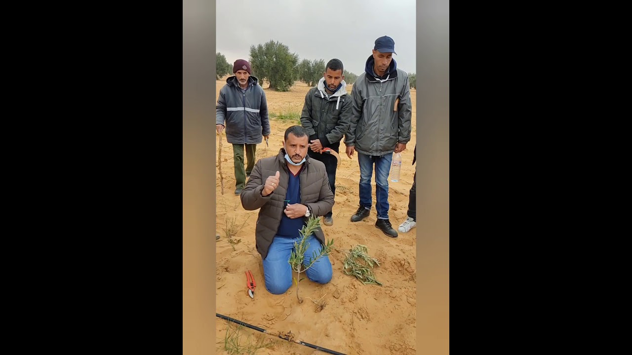 المعاملات الفنية السليمة أثناء تقليم التكوين لأشجار الزيتون الصغيرة