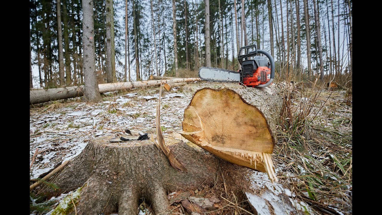 OleoMac 962. Kůrovec je surovec.