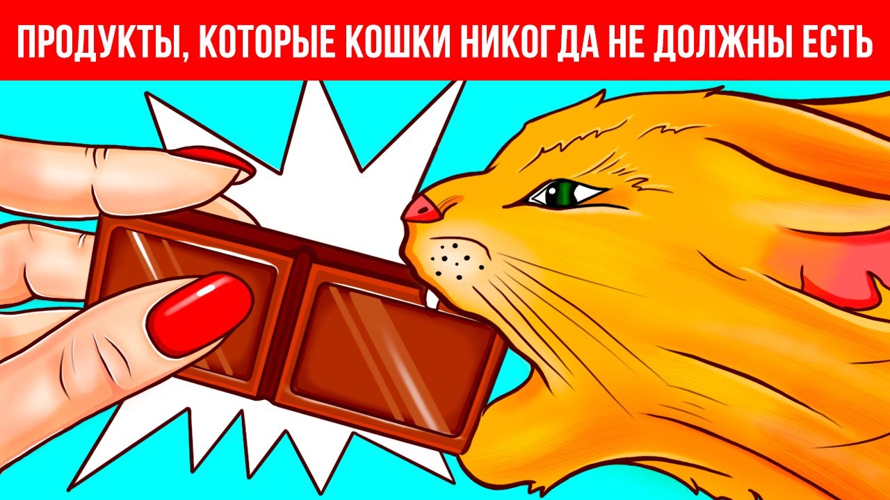 Почему домашним животным нельзя есть шоколад и другие секреты животных