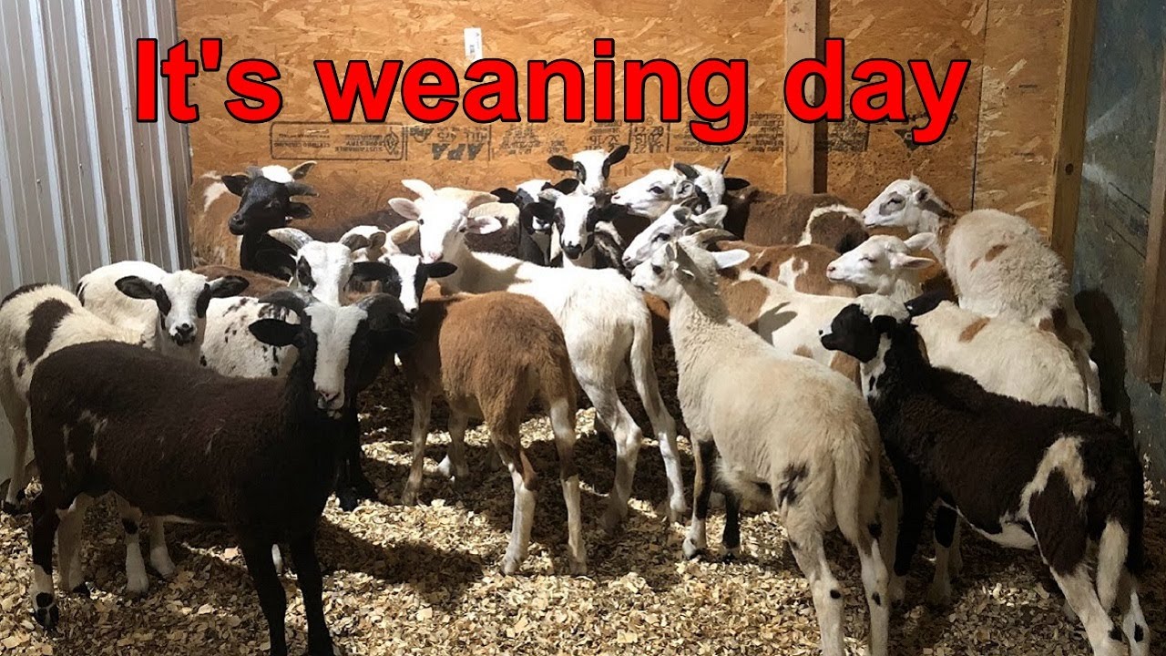 Отлучите ягнят из Раскрашенной пустыни