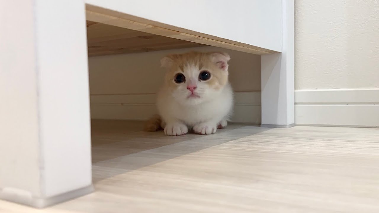 生まれて初めての雷にびっくりしちゃった子猫がこうなっちゃいました…