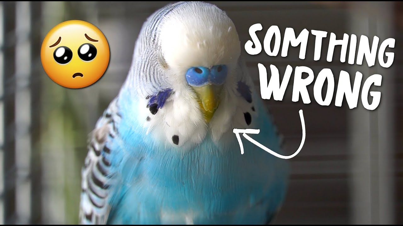 My Budgie got Depressed after His Partner's Death