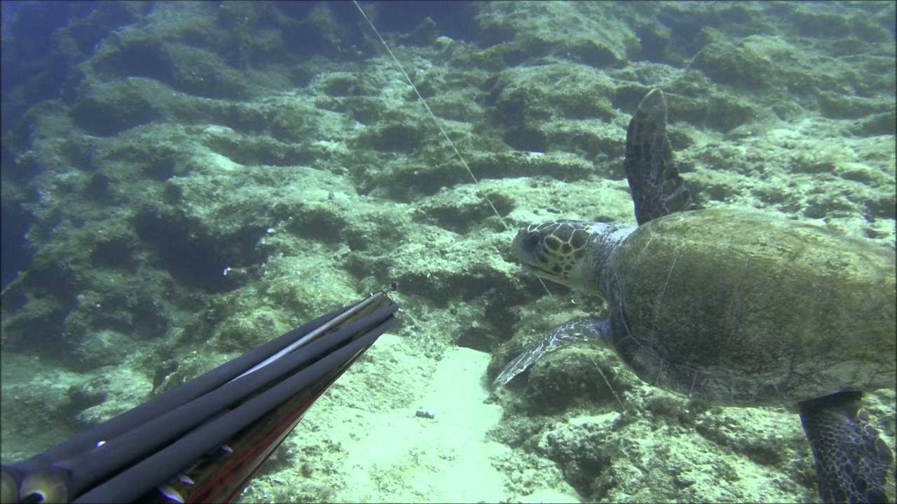 Zıpkınla balık avı Marmaris