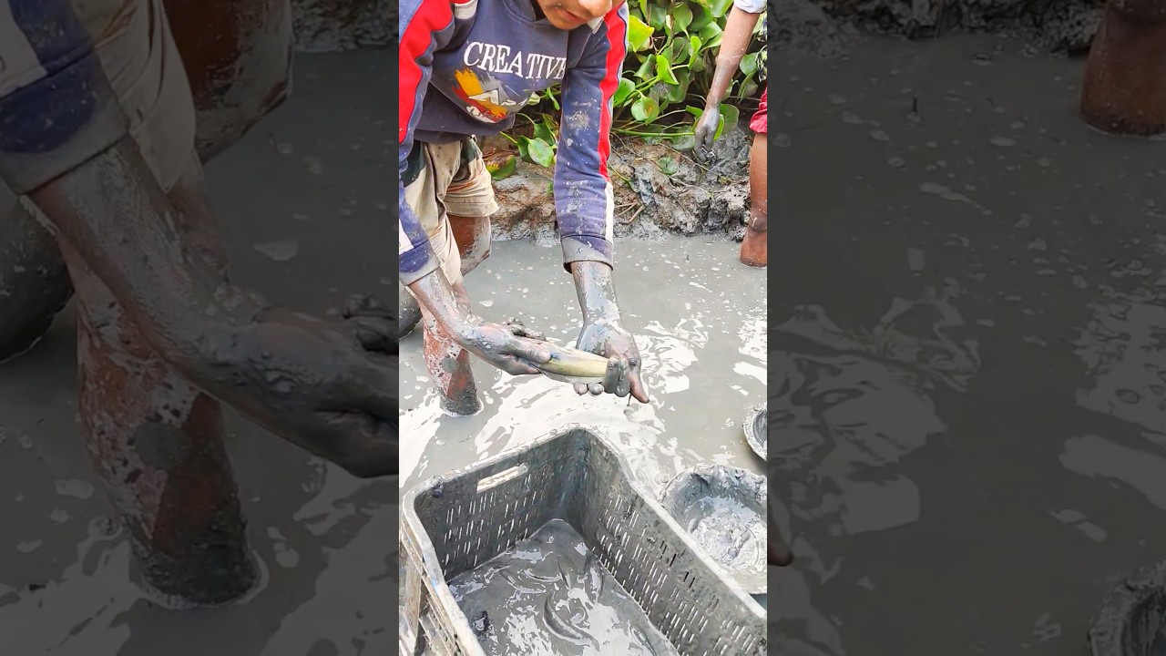 দেশি মাগুর মাছ অনেক সুন্দর কালার দেখুন।
