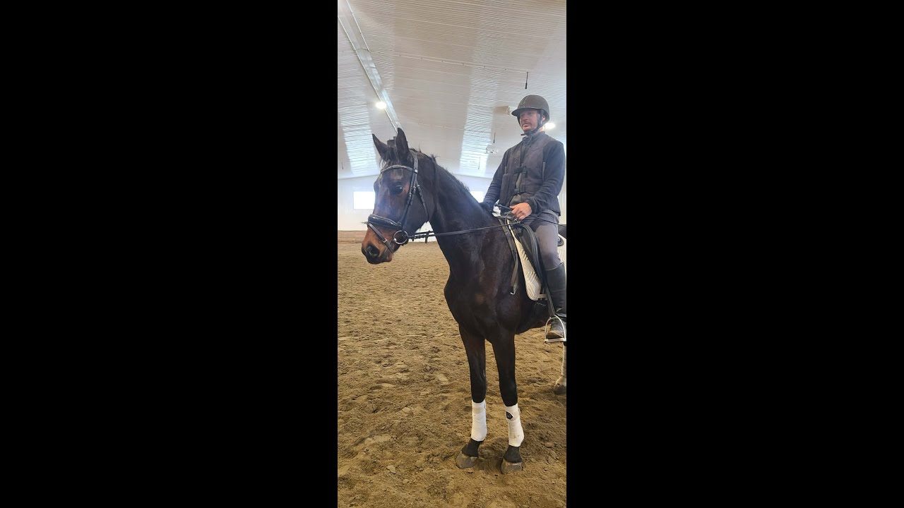 2022 Canadian Warmblood gelding / hongre CWB - RS FUGATO W