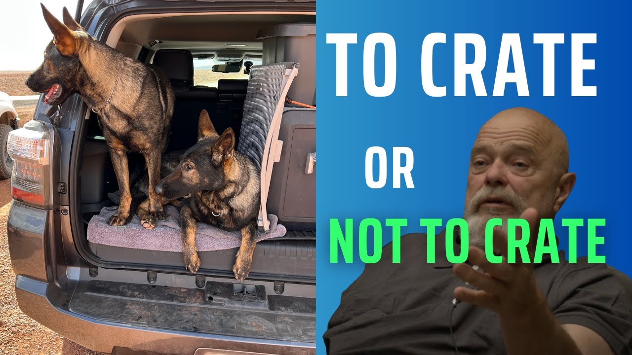 Is Crate Training Really That Bad?