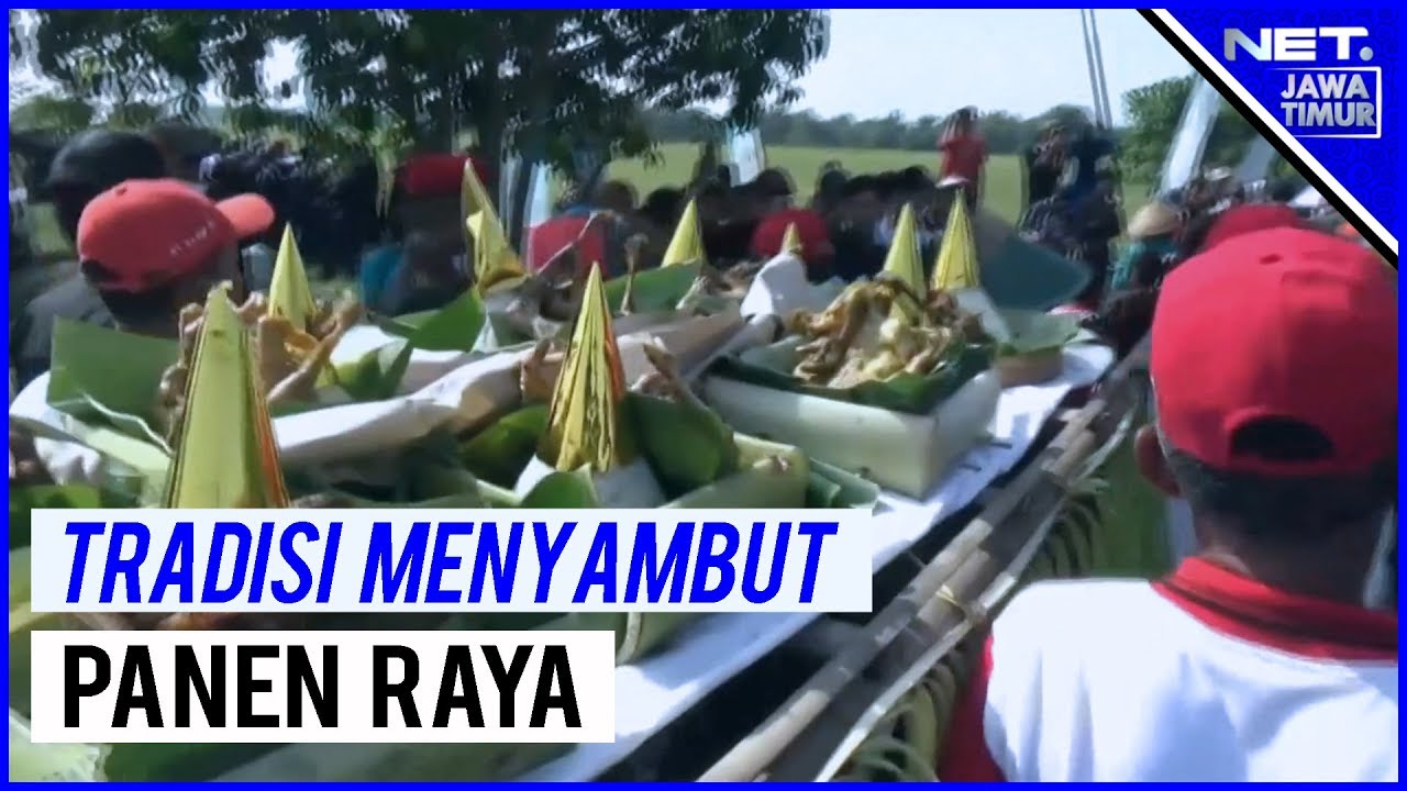 Ritual Petik Padi Sambut Panen Raya Di Ponorogo - NET. JATIM