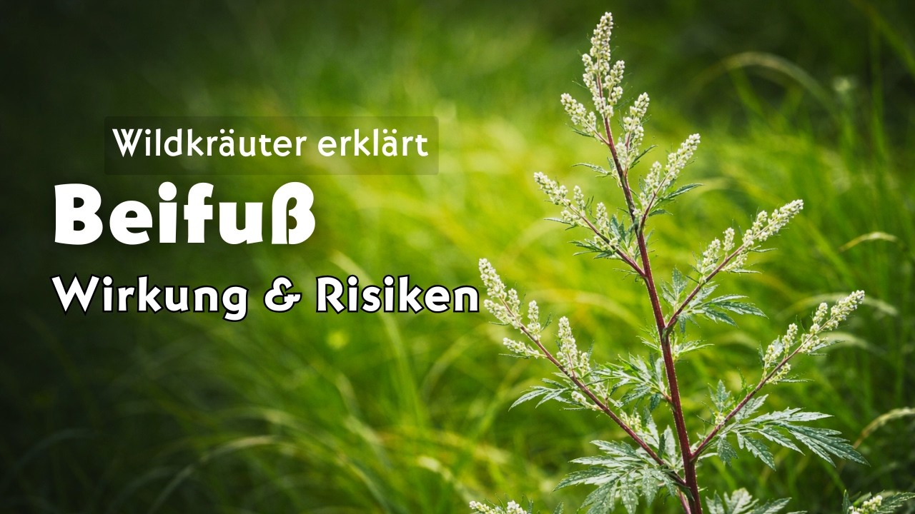 Beifuß  Artemisia vulgaris Youtube