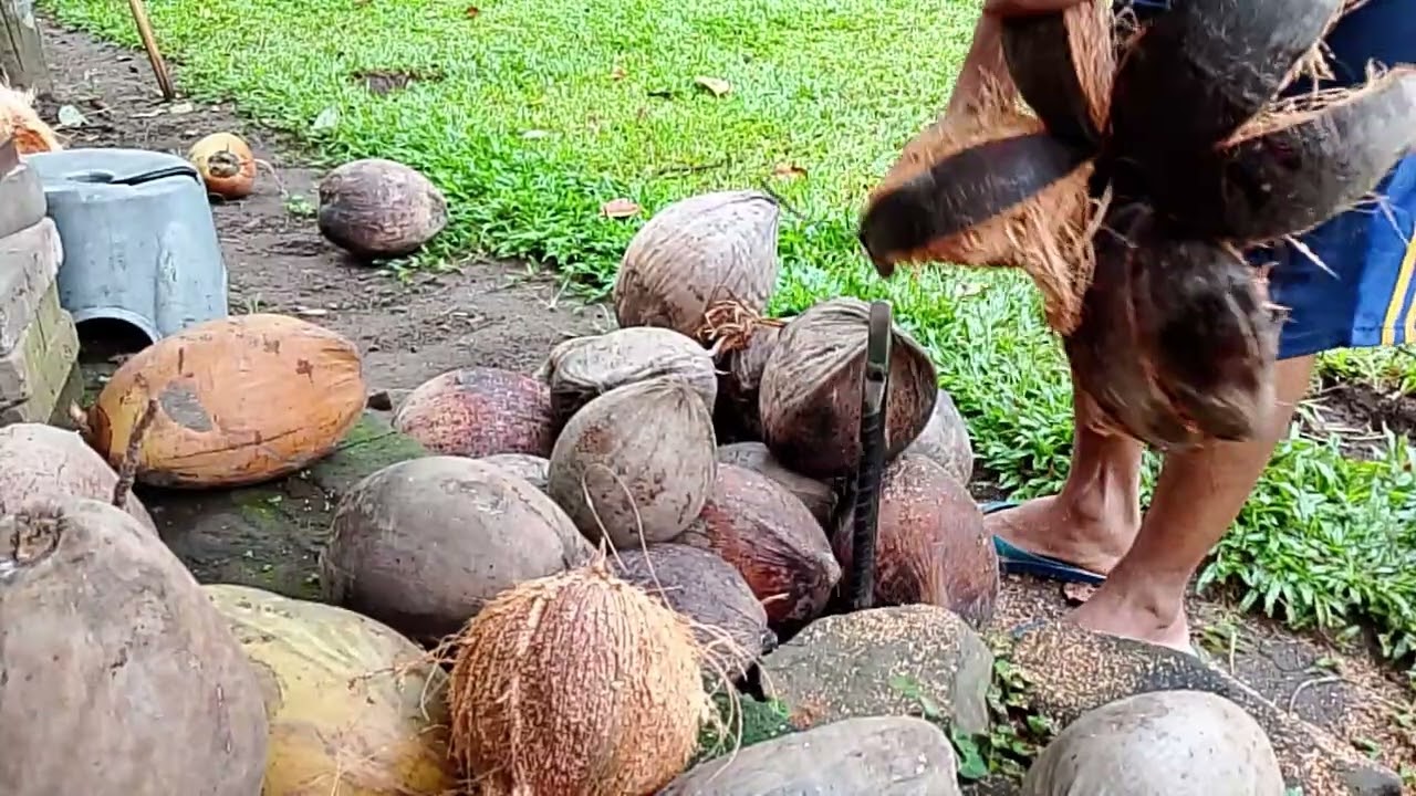 ASMR kupas kelapa di suasana desa