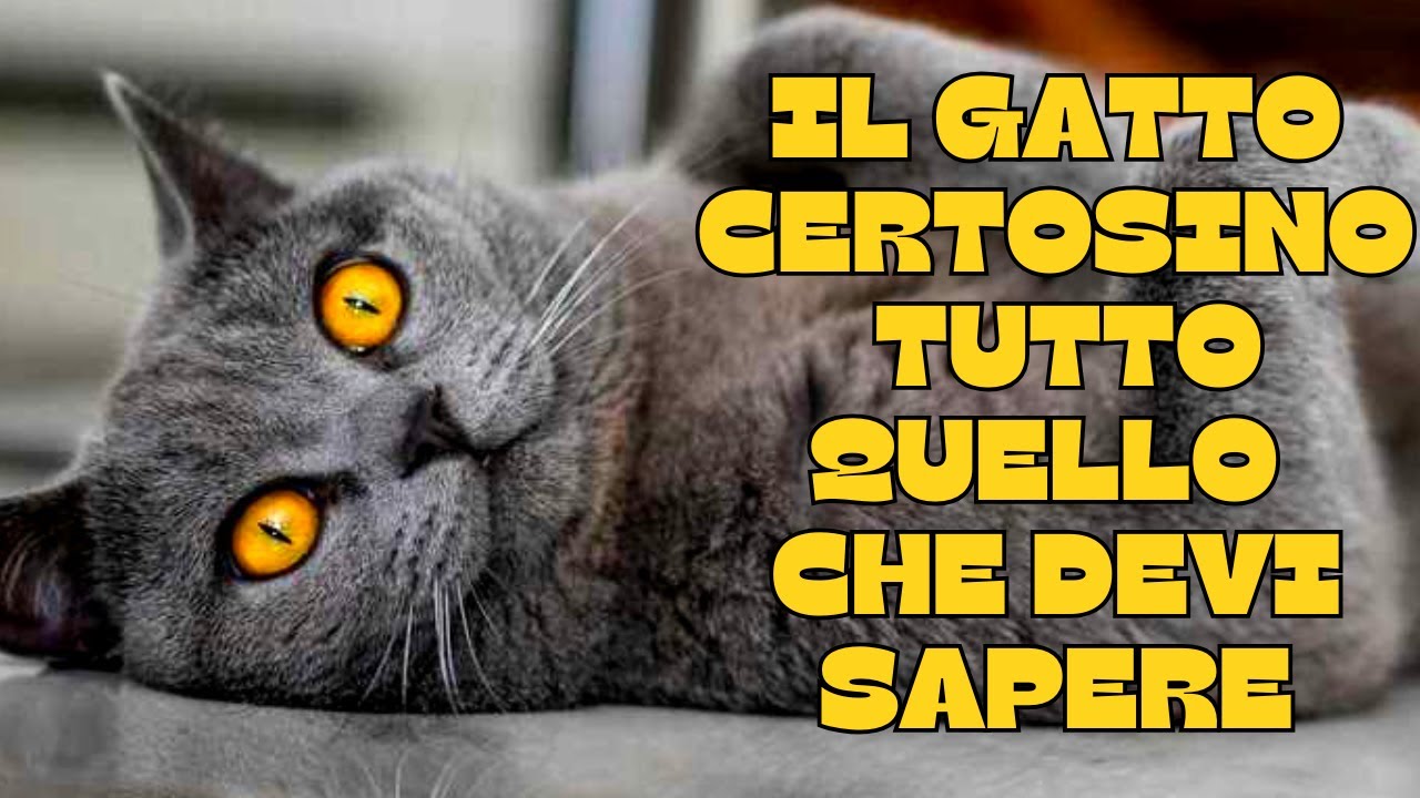 🐾Il gatto Certosino : tutto quello che devi sapere! 🐾