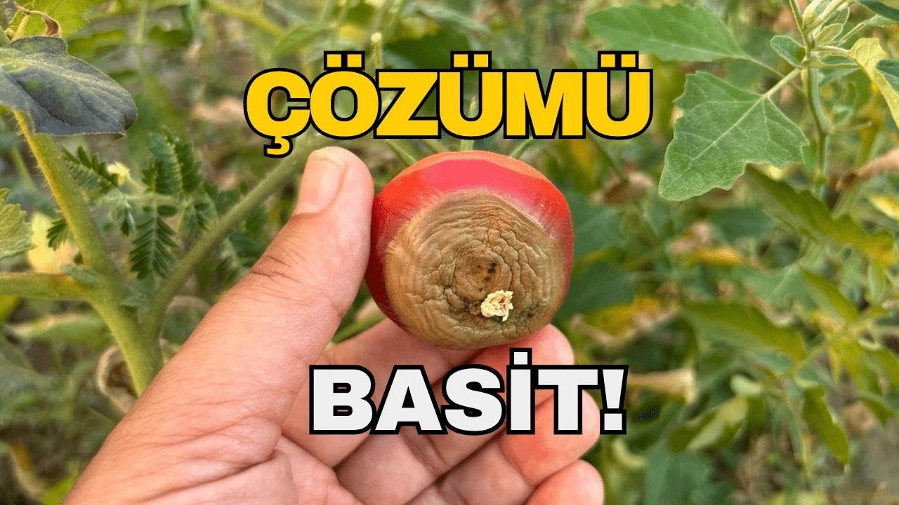 Domates ve Biberde Dip Çürüklüğüne Yumurta Kabuğu ve Sirke ile 'ETKİLİ ÇÖZÜM'