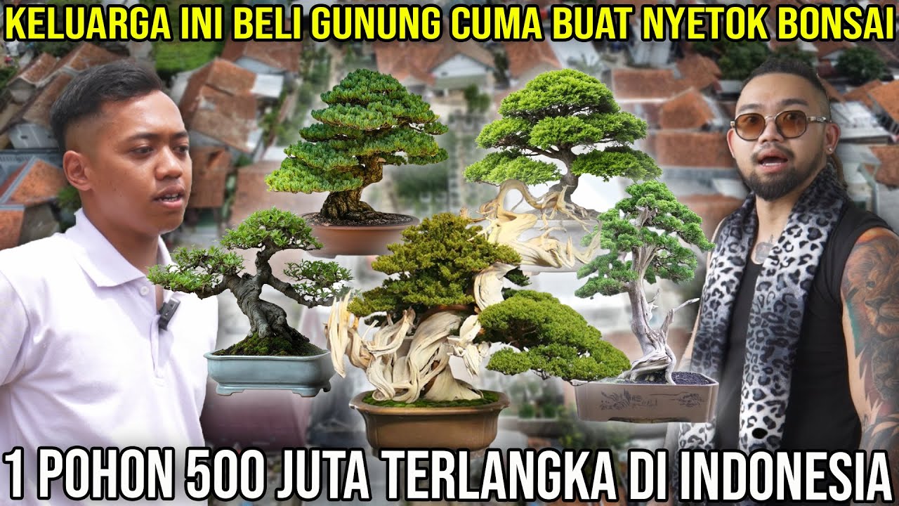 KELUARGA INI BELI GUNUNG CUMA BUAT NYETOK BONSAI 1 POHON 500 JUTA TERLANGKA DI INDONESIA | ARMOES