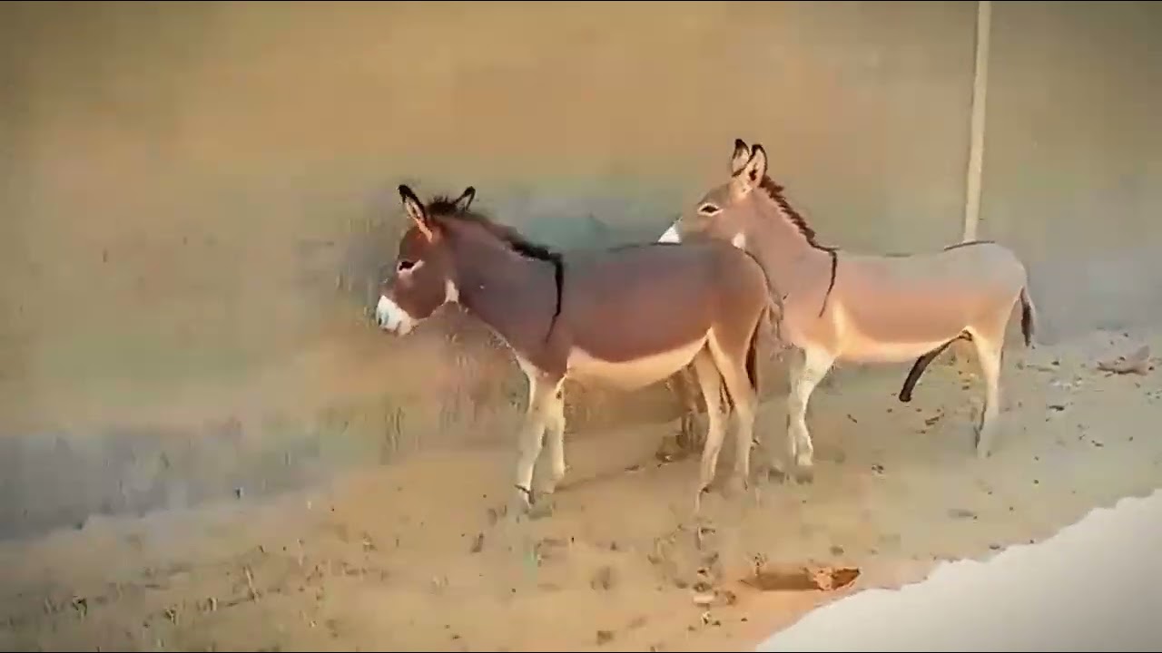donkey mating 