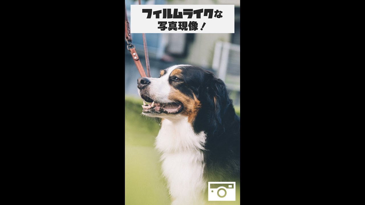 何てことない写真をLightroomでフィルム風に現像するコツ #shorts
