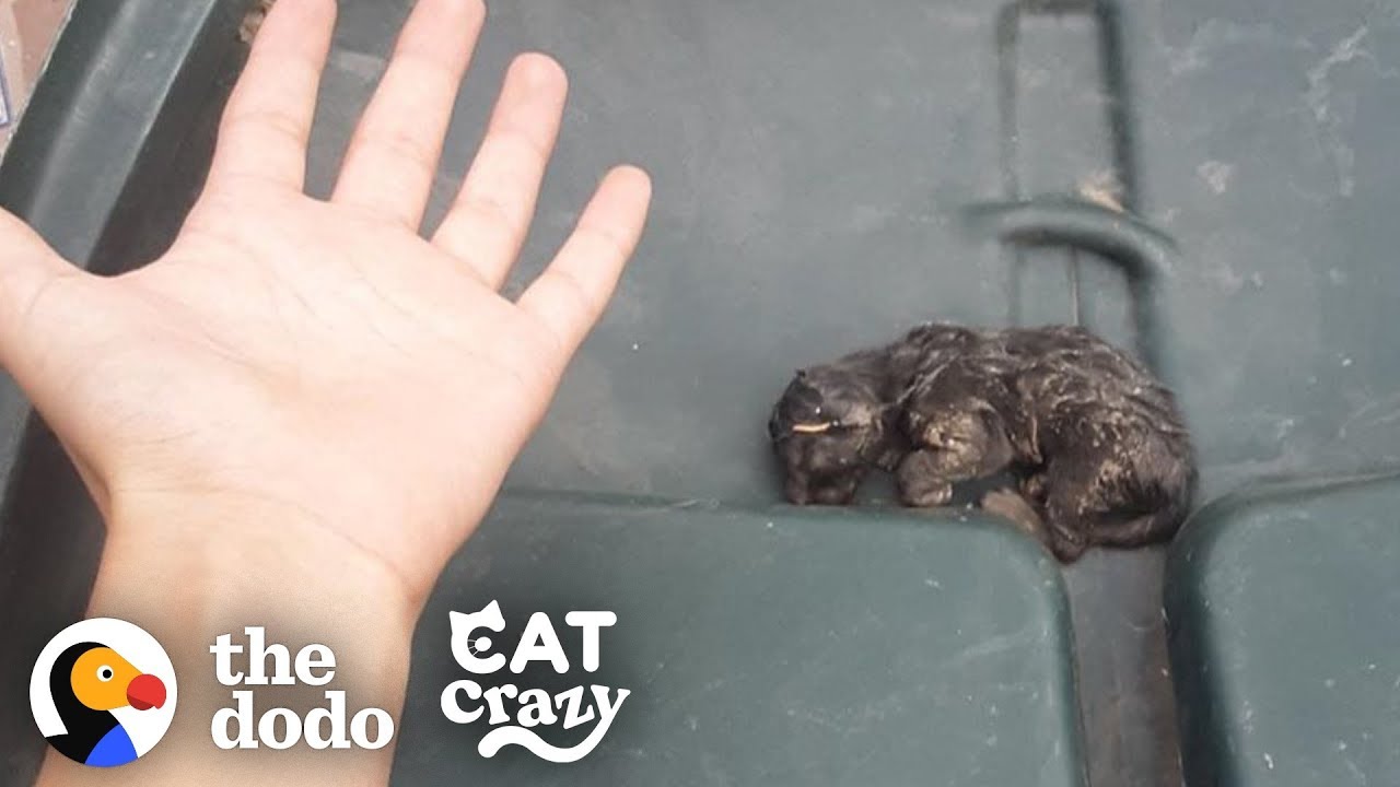 Teeny Kitten Found in the Trash Nurses on His Dad's Hand When He Sleeps | The Dodo Cat Crazy