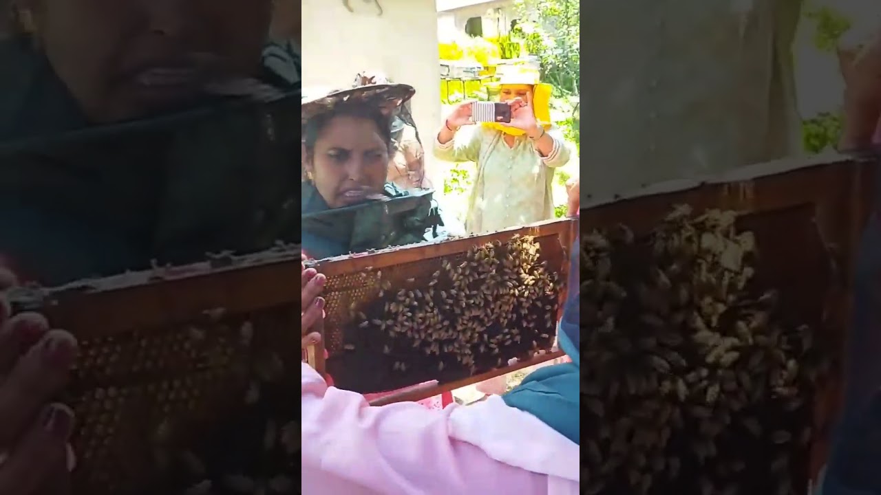 Information and practice about bees 