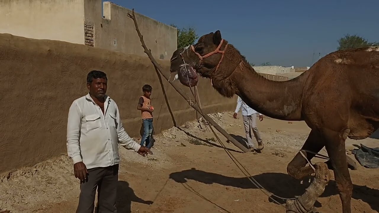 camel in rural rajasthan ,desert climate ,desert wildlife
