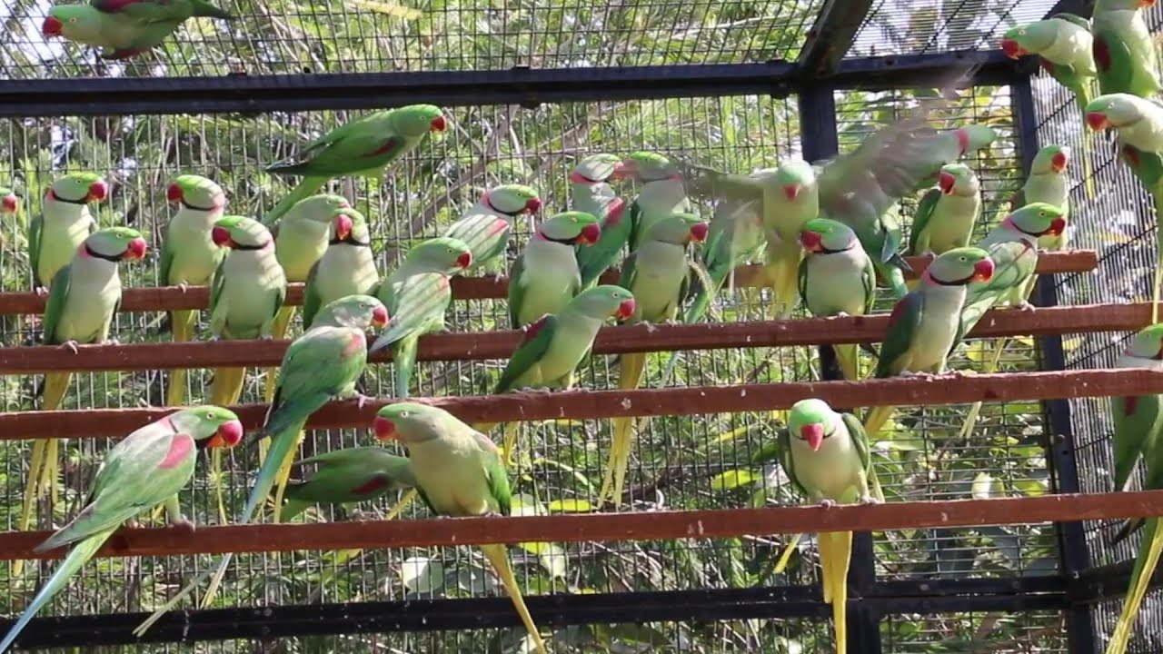 Raw Parrots Colony | Parrot Farming Profitable business  | Raw Parrots Mutation Complete Information