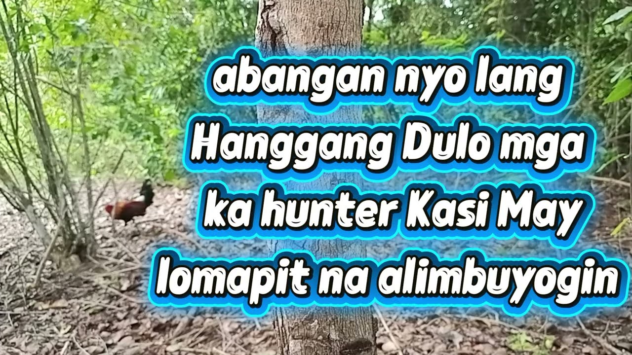 Sayang ayaw sumal pok, at Hindi nakita sa camera #wild #chicken #ayamhitan #subscribe