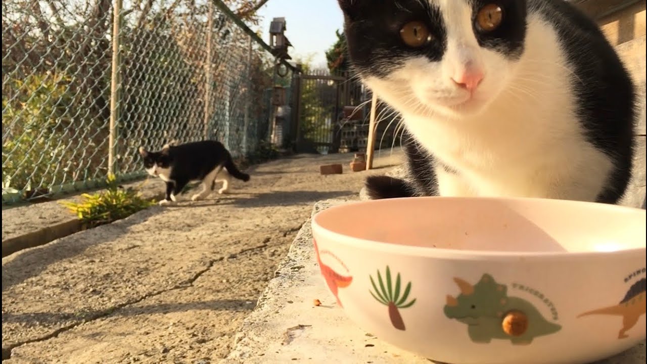 2026.01.19 野良子猫三兄弟のご飯タイム～裏ご飯需要なし(新参ぷにちゃん登場)～(後半字幕あり)