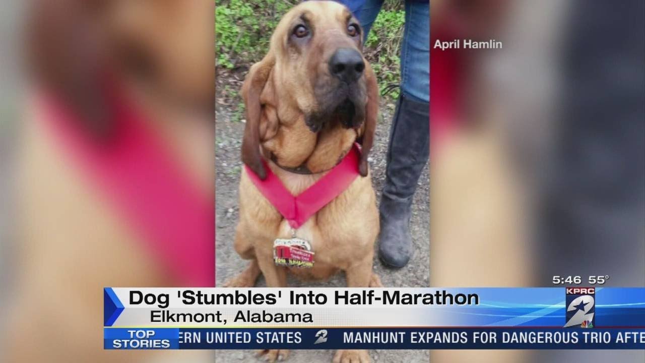 Dog 'Stumbles' into Half-Marathon