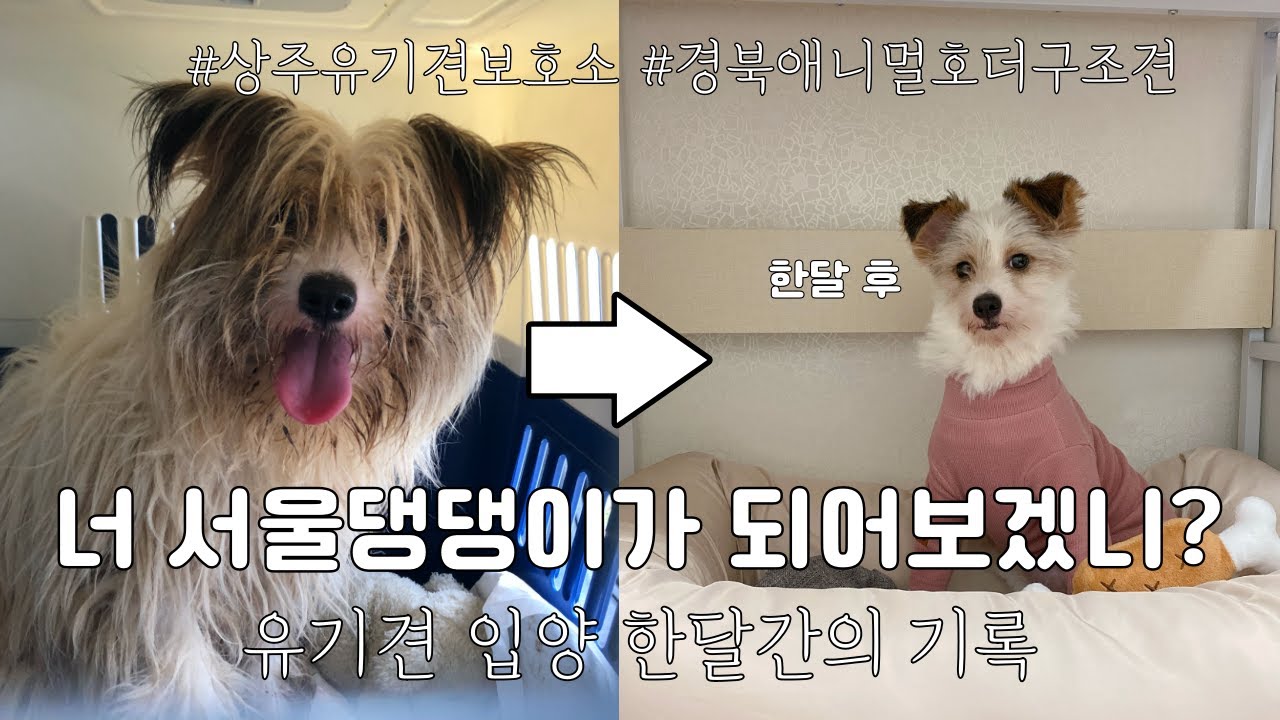 강아지 입양 후 한달간의 기록 / 상주 유기견보호소 / 경북애니멀호더구조견 / 유기견입양