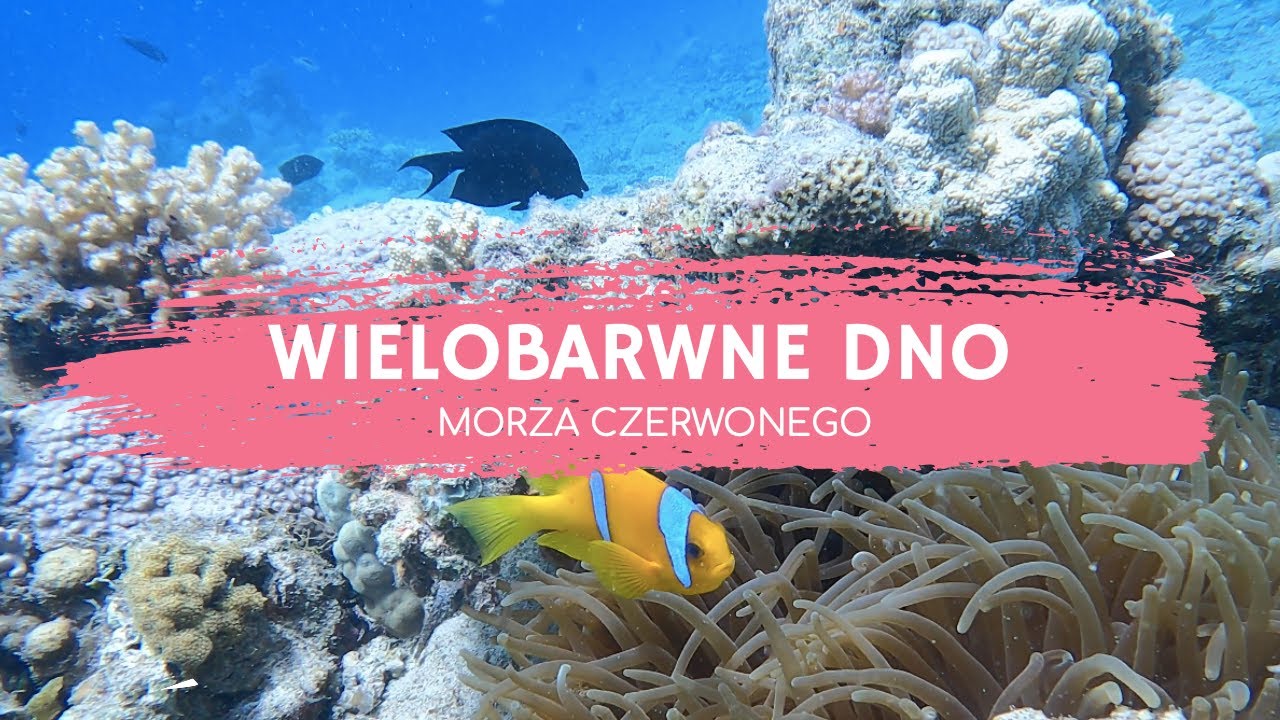 MORZE CZERWONE, CZYLI BŁĘKITNA WODA, FIOLETOWA RAFA, Ż&Oacute;ŁTE RYBY I SŁOŃ | PODWODNY VLOG 🐠🐡🌊