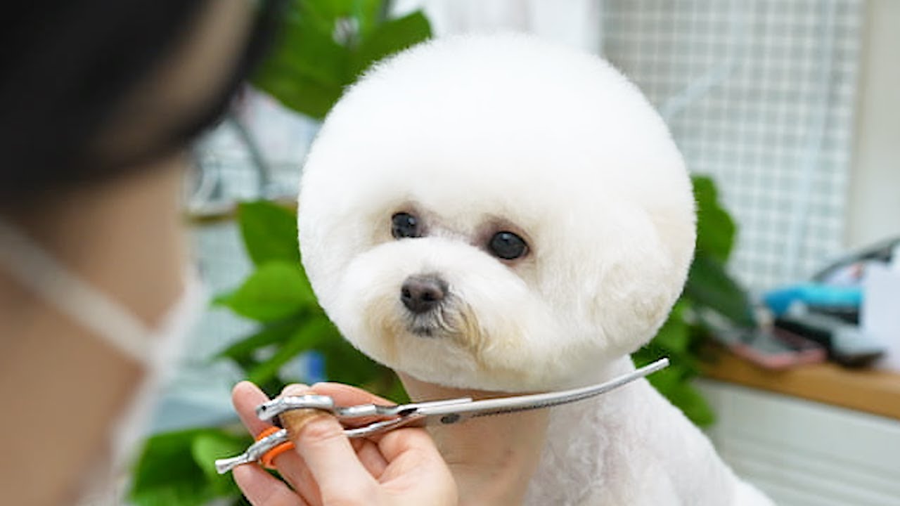 Сначала немного неряшливый… А теперь самый милый щенок! ✂️🐾