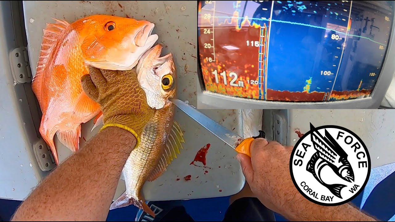 90 FISH BAGOUT BEFORE LUNCH - Skipper POV Fishing Charter, Coral Bay, Tangles and all.